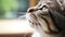 Portrait of tabby cat with white whiskers and pink nose. Adorable purebred cat eyes macro. Fluffy marble domestic cat