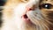Portrait of tabby cat with white whiskers and pink nose. Adorable purebred cat eyes macro. Fluffy marble domestic cat