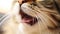 Portrait of tabby cat with white whiskers and pink nose. Adorable purebred cat eyes macro. Fluffy marble domestic cat