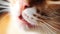 Portrait of tabby cat with white whiskers and pink nose. Adorable purebred cat eyes macro. Fluffy marble domestic cat