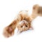Portrait of tabby ginger cat reach out and trying to touch camera over white background. Adorable pet posing like he takes photos