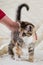 Portrait of tabby kitten with few red spots and white chest and hand which rub her