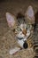 Portrait of tabby kitten with green eyes, big ears and name tag