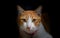 Portrait of tabby Thai cat in dark background