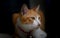 Portrait of tabby Thai cat in dark backgroung