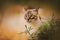 Portrait of a tabby Thai kitten near a flowering bush of yellow marigolds on a summer day. Nature and a pet