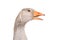Portrait of a talking goose