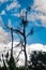 A portrait of a tall tree without leafs, with a nice blue sky and cloud's