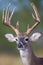 Portrait of tall typical whitetail buck