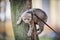 Portrait of tall young Caucasian happy man outdoor playing with gray funny handsome kitten sits on his back on transparent cat