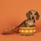 Portrait of a tan dachshund pup sitting in an orange cookiejar isolated on an orange background