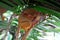 Portrait of Tarsier monkey (Tarsius Syrichta) on the tree at bohol island