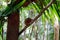 Portrait of Tarsier monkey (Tarsius Syrichta) on the tree at bohol island