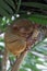 Portrait of Tarsier monkey (Tarsius Syrichta) on the tree at bohol island