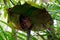 Portrait of Tarsier monkey (Tarsius Syrichta) on the tree at bohol island