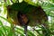 Portrait of Tarsier monkey (Tarsius Syrichta) on the tree at bohol island