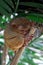 Portrait of Tarsier monkey (Tarsius Syrichta) on the tree at bohol island