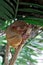 Portrait of Tarsier monkey (Tarsius Syrichta) on the tree at bohol island