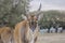 Portrait of an Taurotragus oryx, a large Eland antelope