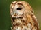 Portrait of a Tawny Owl