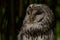 Portrait of a tawny owl or brown owl at nightfall