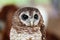 Portrait of a tawny owl, strix aluco