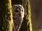 Portrait of tawny owl between two trees - Strix Aluco