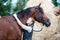 Portrait of teenage girl hugging her favorite brown horse neck