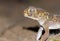 The portrait of Teratoscincus bedriagai , Bedraiga`s wonder gecko or Bedriaga`s plate-tailed gecko