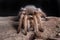 Portrait of a texas brown tarantula