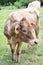 Portrait of a Texas Cow