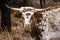 Portrait of a Texas Longhorn