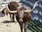 A Portrait of a Texas Longhorn Steer