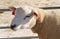 Portrait of texel sheep