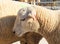 Portrait of texel sheep