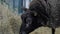 Portrait of Texel sheep eating hay at animal exhibition - close up