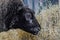 Portrait of Texel sheep eating hay at animal exhibition - close up