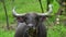 Portrait of Thai water buffalo bubalus bubalis chewing grass