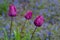 Portrait of thee purple tulips growing in a home garden against a background of blue veronica speedwell groundcover plants, spring