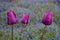 Portrait of thee purple tulips growing in a home garden against a background of blue veronica speedwell groundcover plants, spring
