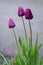 Portrait of thee purple tulips growing in a home garden, springtime in the Pacific Northwest