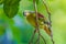 Portrait of Thick-billed Green Pigeon