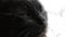 Portrait of thick long hair black Chantilly Tiffany cat. Close up of head of fat tomcat with stunning big green eyes