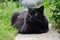 Portrait of thick long hair black Chantilly Tiffany cat relaxing in the garden. Closeup of fat tomcat with stunning big green eyes