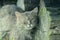 Portrait of thick long haired gray Chantilly Tiffany cat relaxing in the garden. Close up of fat tomcat