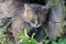 Portrait of thick long haired gray Chantilly Tiffany cat relaxing in the garden. Close up of fat tomcat