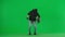 Portrait of thief on chroma key green screen background. Man robber with stolen bag walks, got caught up, standing on