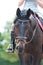 Portrait of thoroughbred brown horse in bridle at training