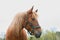 Portrait of a thoroughbred chestnut stallion. Horse head