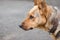 Portrait of thoroughbred dog, attentive focused look_